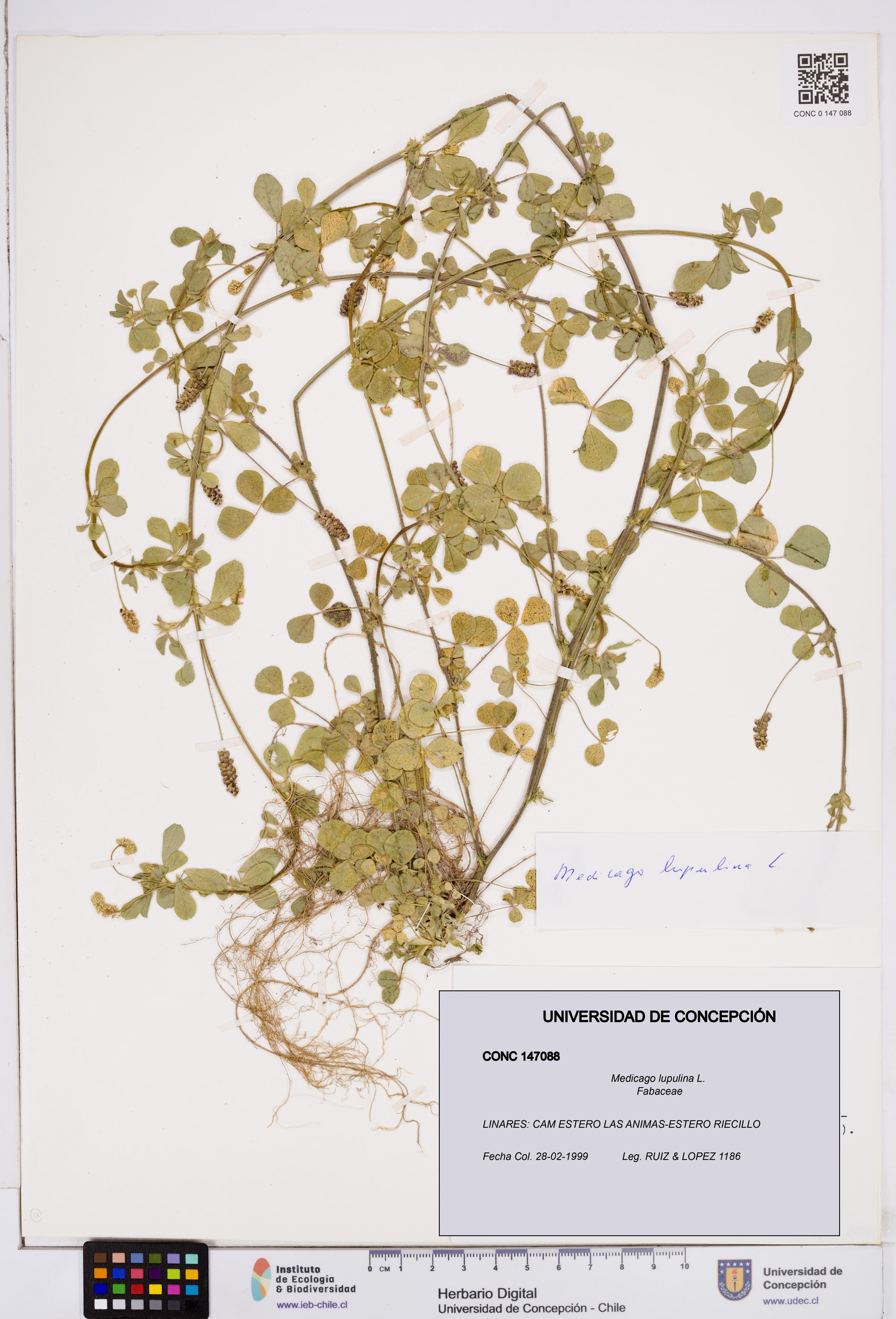 Medicago lupulina [Espécimen: ]