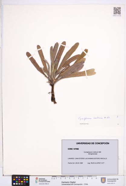 Cynoglossum creticum [Espécimen: ]