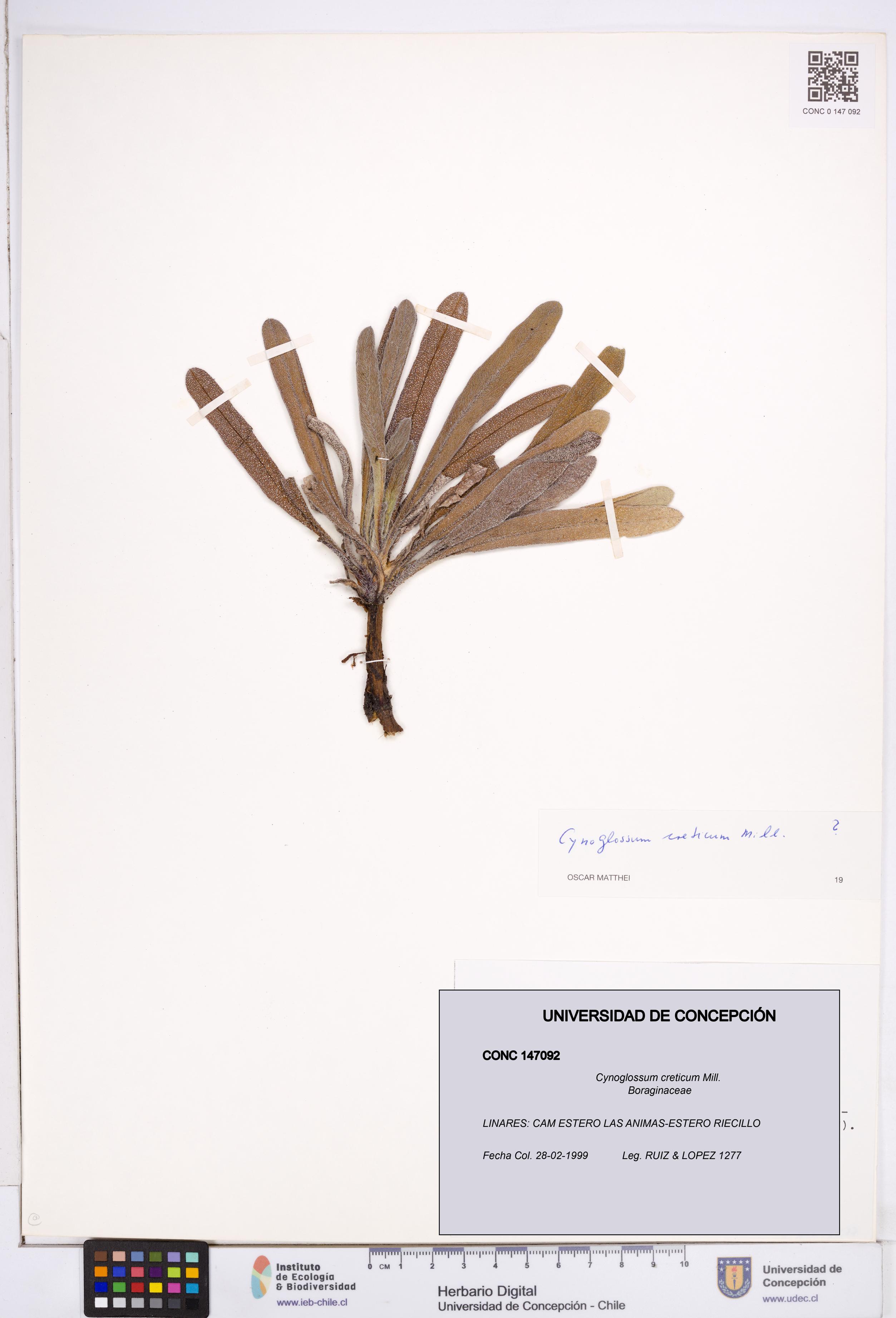 Cynoglossum creticum [Espécimen: ]