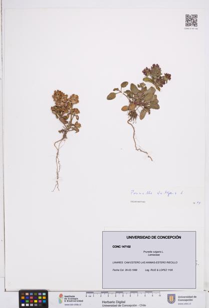 Prunella vulgaris [Espécimen: ]