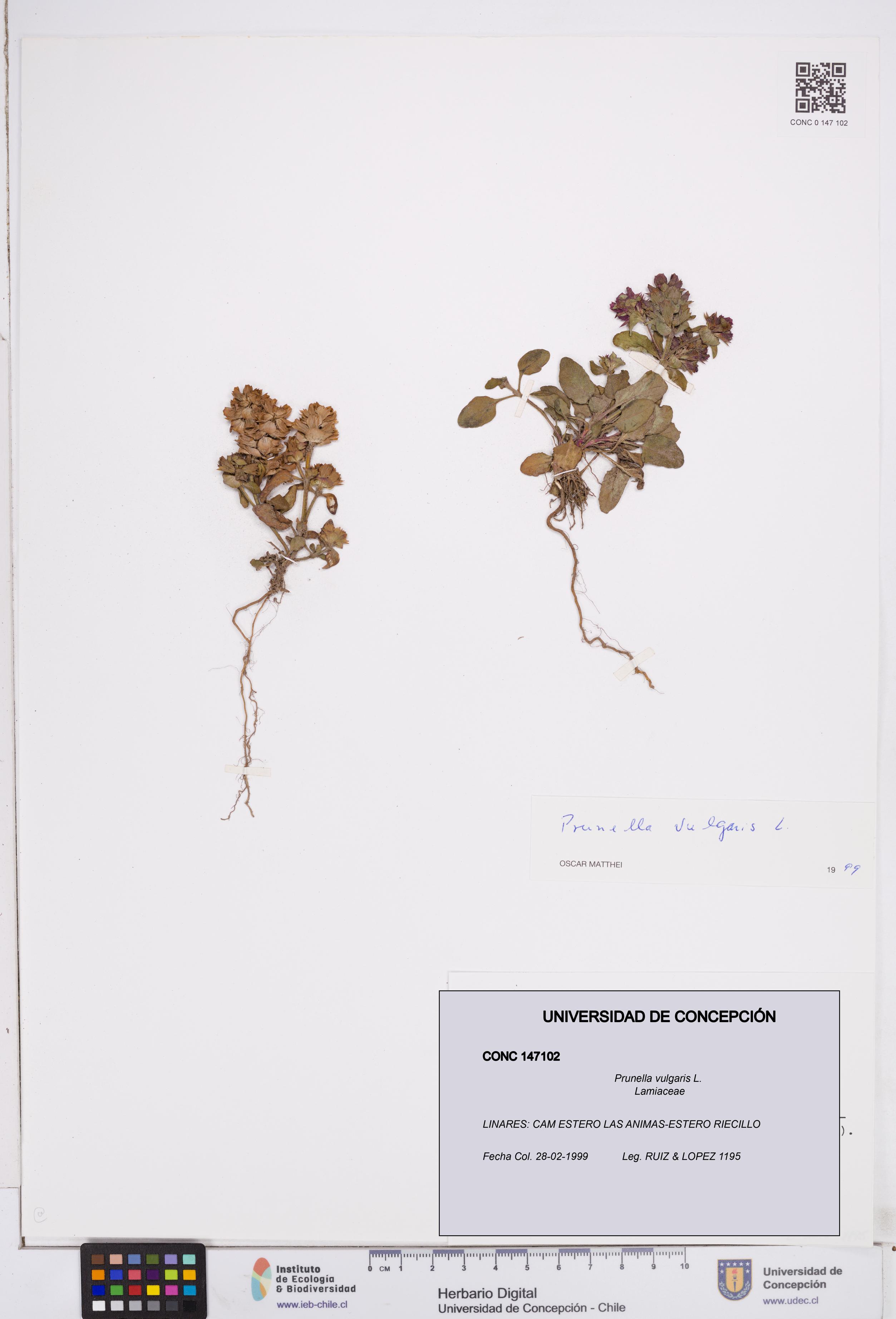 Prunella vulgaris [Espécimen: ]