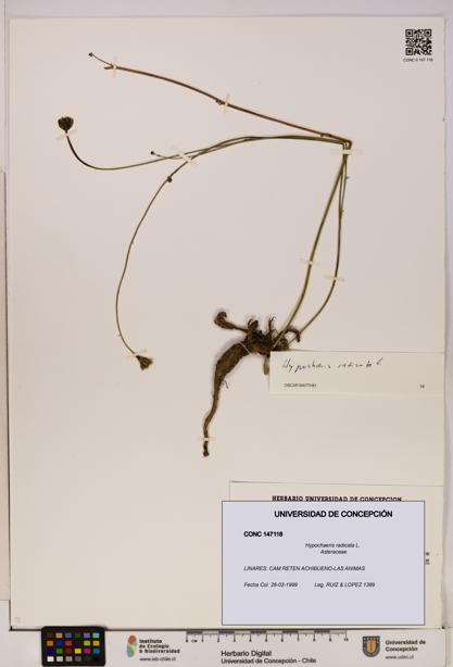 Hypochaeris radicata [Espécimen: UDEC:CONC:0147118]