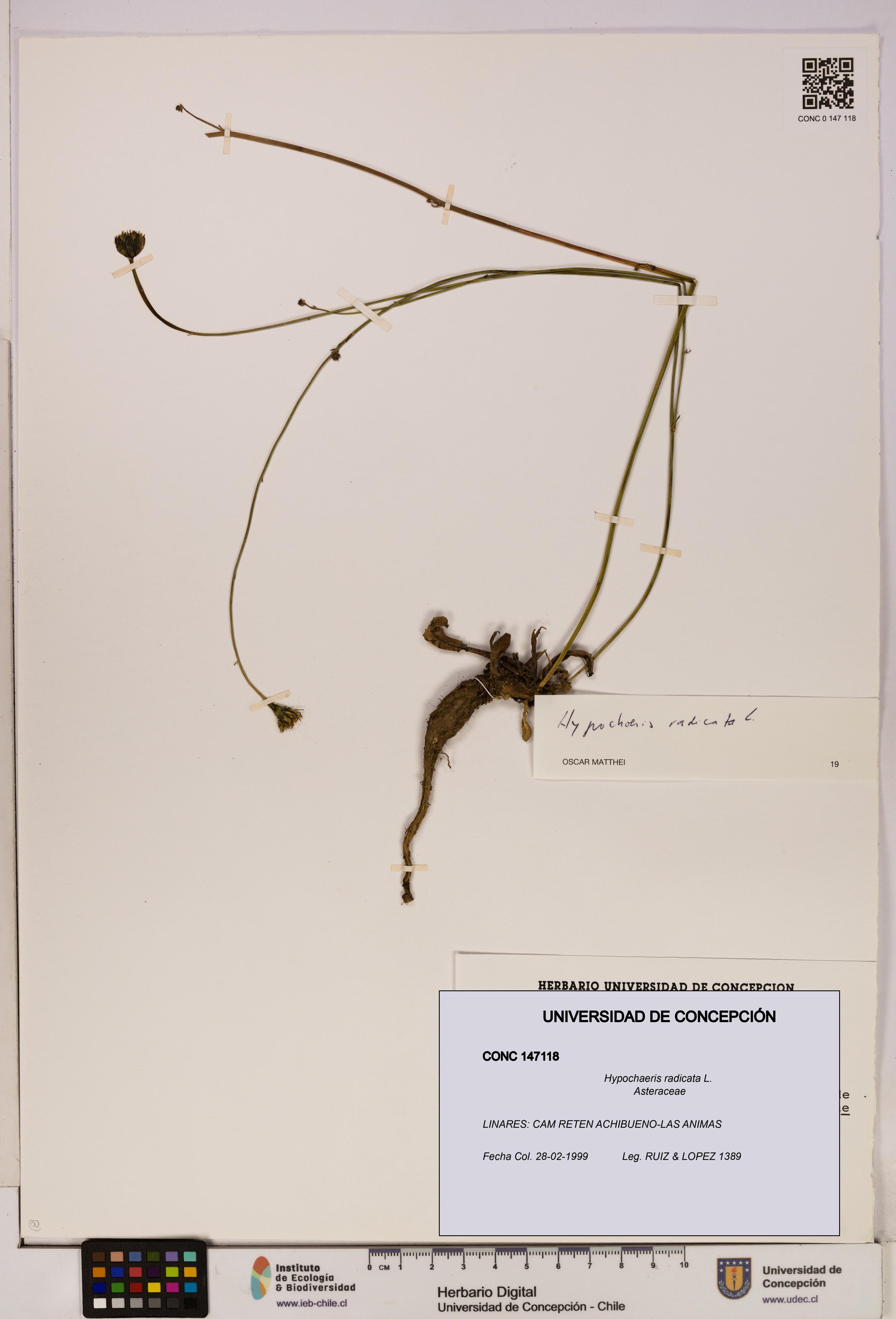Hypochaeris radicata [Espécimen: UDEC:CONC:0147118]