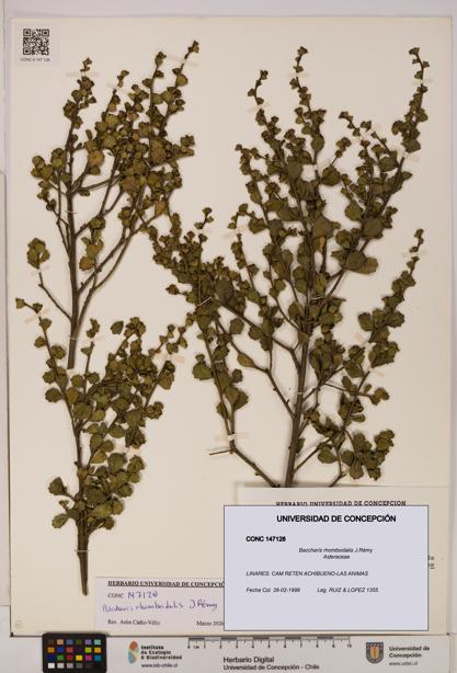 Baccharis rhomboidalis [Espécimen: UDEC:CONC:0147128]