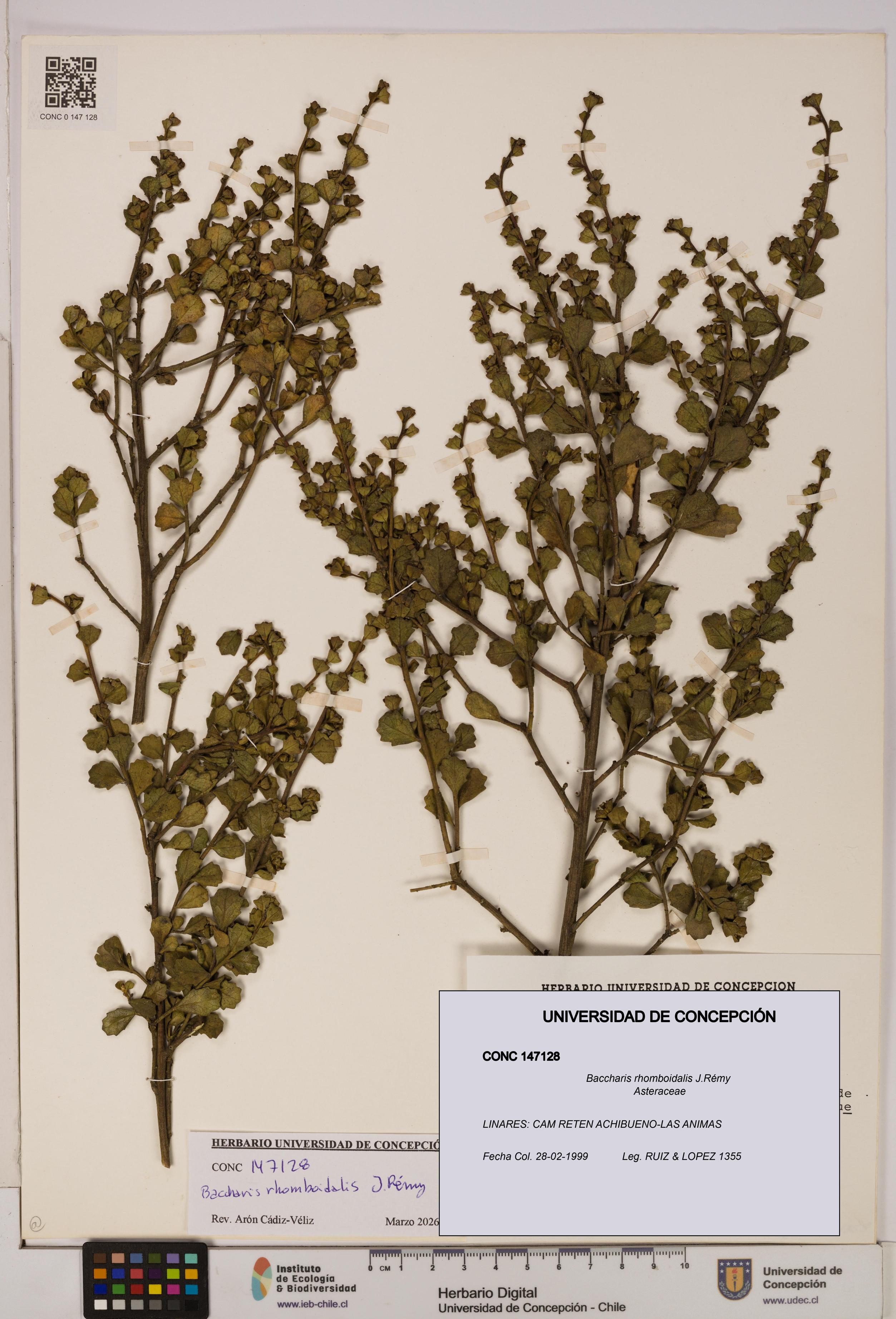 Baccharis rhomboidalis [Espécimen: UDEC:CONC:0147128]