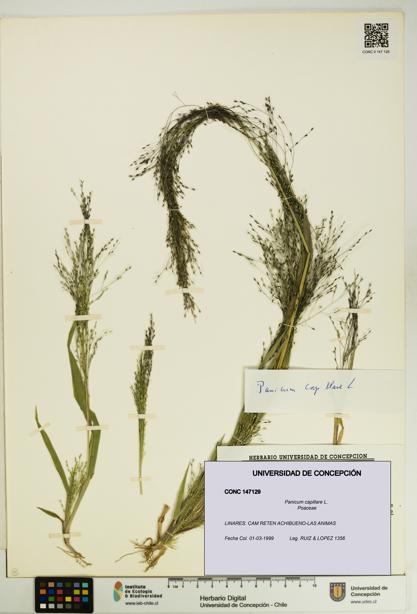 Panicum capillare [Espécimen: UDEC:CONC:0147129]