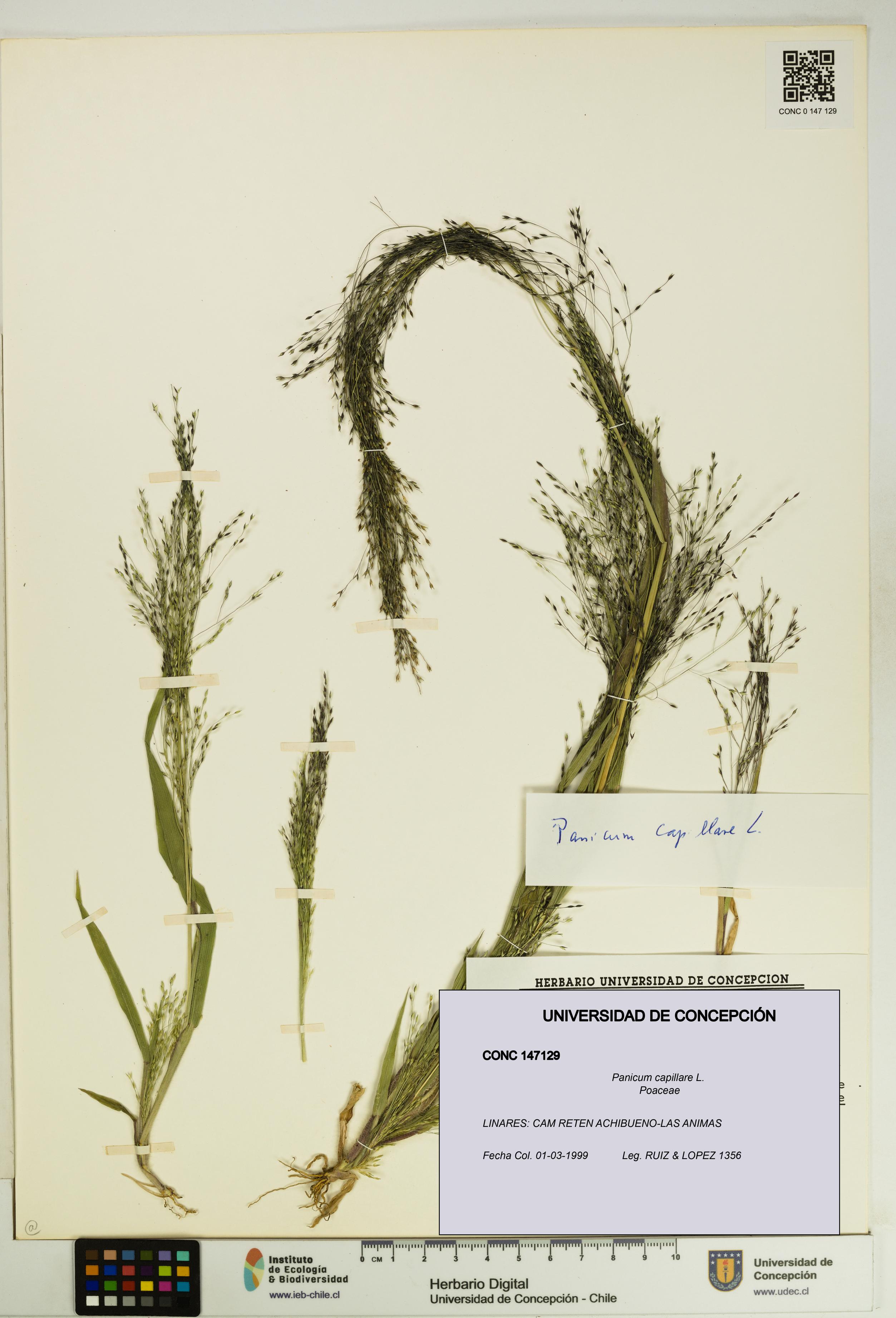 Panicum capillare [Espécimen: UDEC:CONC:0147129]