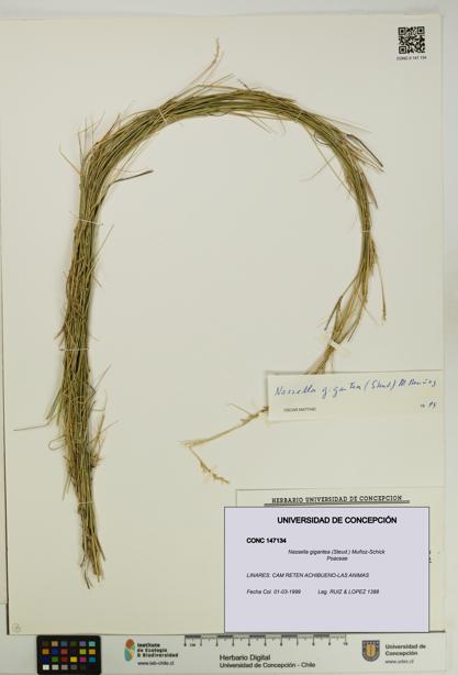 Nassella gigantea [Espécimen: UDEC:CONC:0147134]