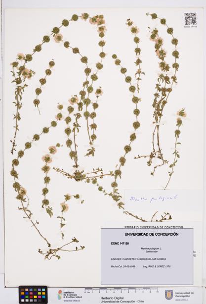 Mentha pulegium [Espécimen: ]