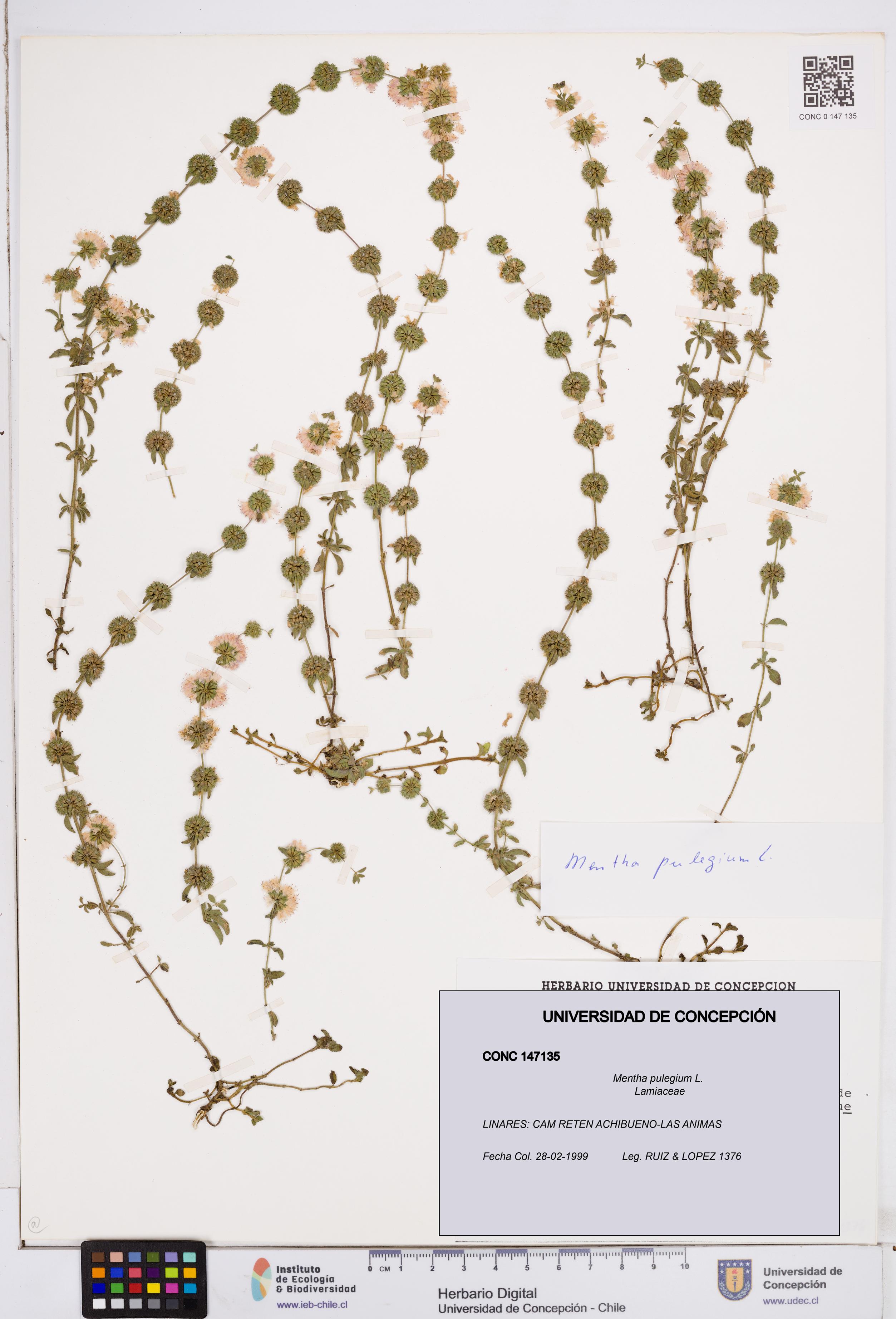 Mentha pulegium [Espécimen: ]