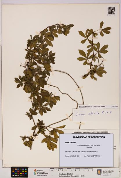 Cissus striata var. striata [Espécimen: UDEC:CONC:0147148]