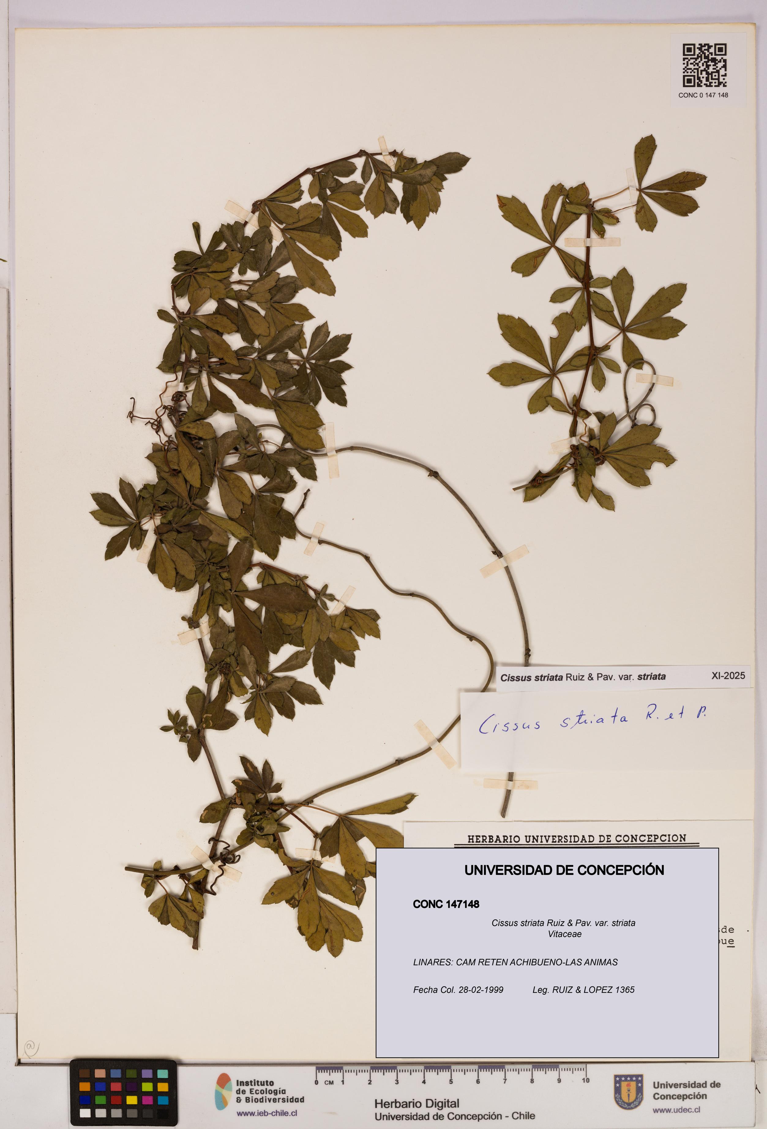 Cissus striata var. striata [Espécimen: UDEC:CONC:0147148]