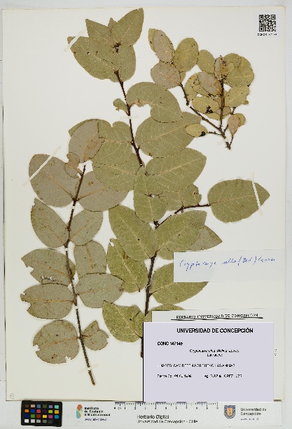 Cryptocarya alba [Espécimen: UDEC:CONC:0147149]
