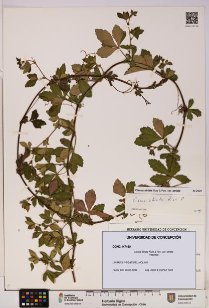 Cissus striata var. striata [Espécimen: UDEC:CONC:0147150]