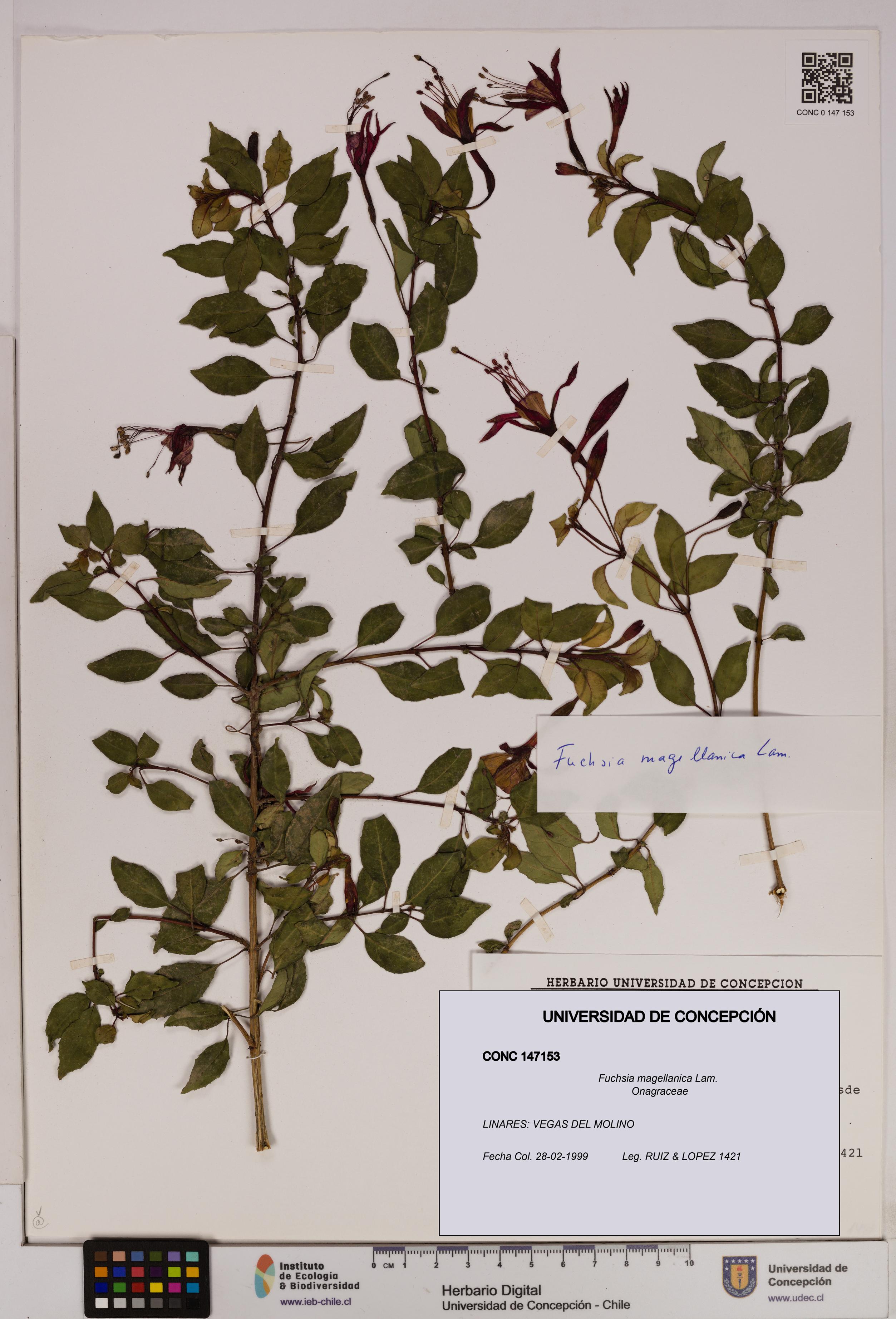 Fuchsia magellanica [Espécimen: UDEC:CONC:0147153]