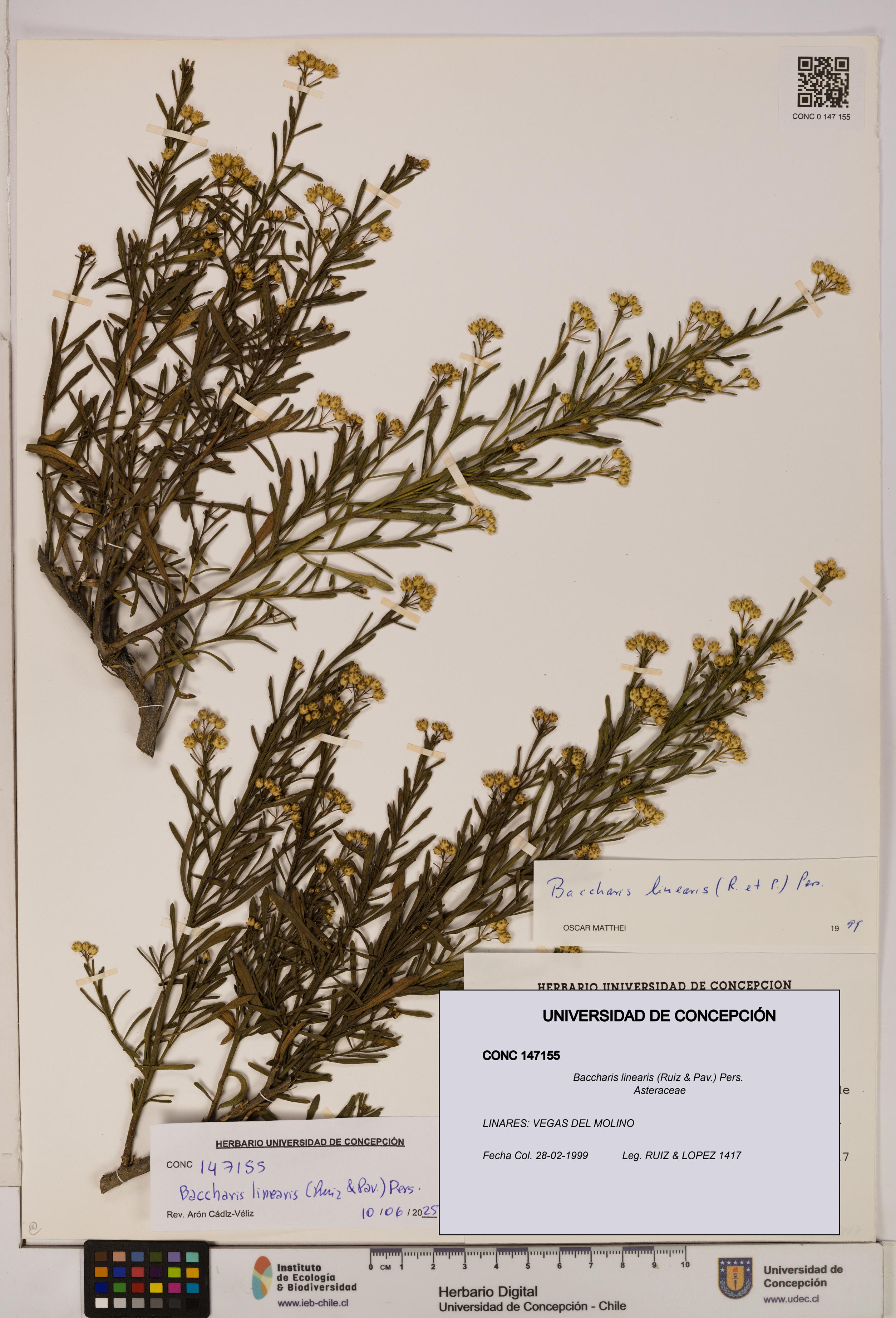 Baccharis linearis [Espécimen: UDEC:CONC:0147155]