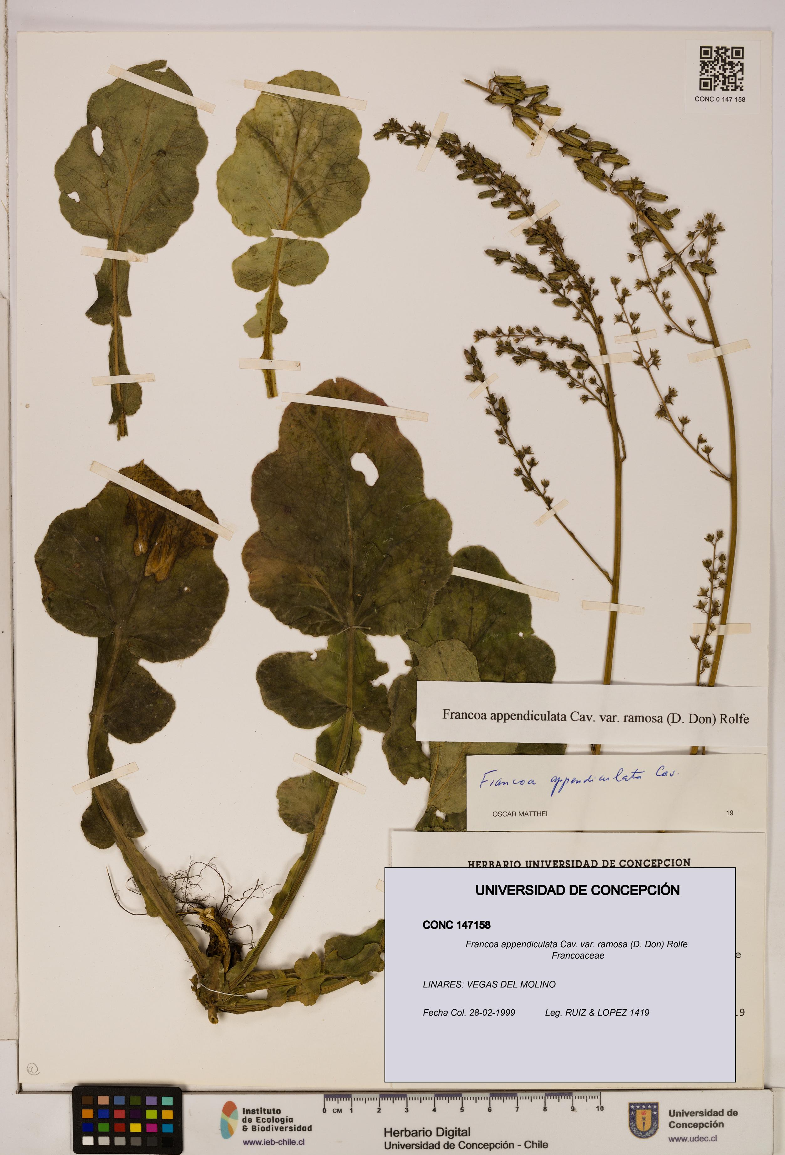 Francoa appendiculata [Espécimen: ]