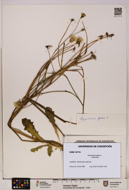 Hypochaeris glabra [Espécimen: UDEC:CONC:0147174]