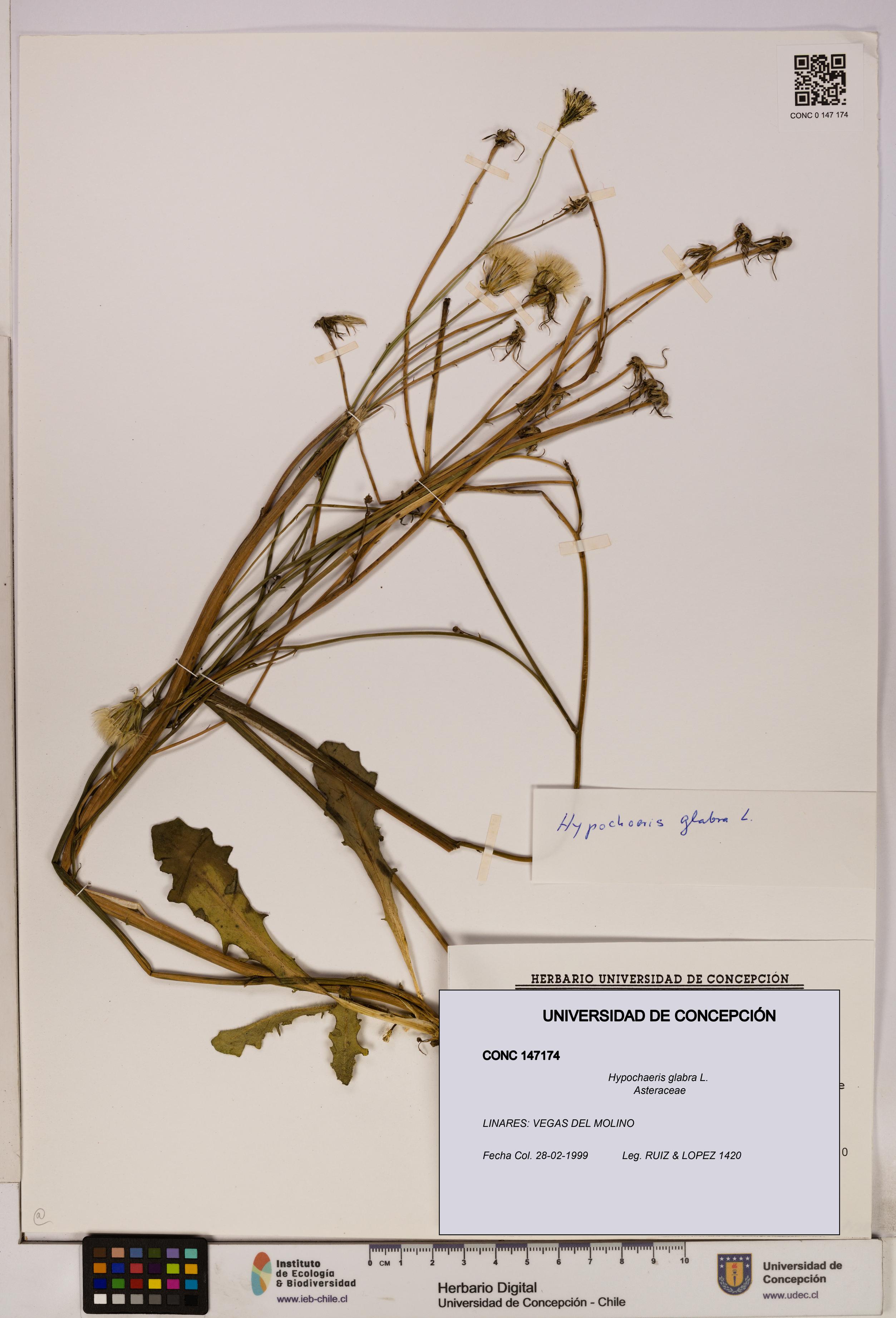 Hypochaeris glabra [Espécimen: UDEC:CONC:0147174]