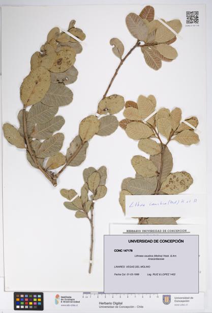 Lithraea caustica [Espécimen: UDEC:CONC:0147178]