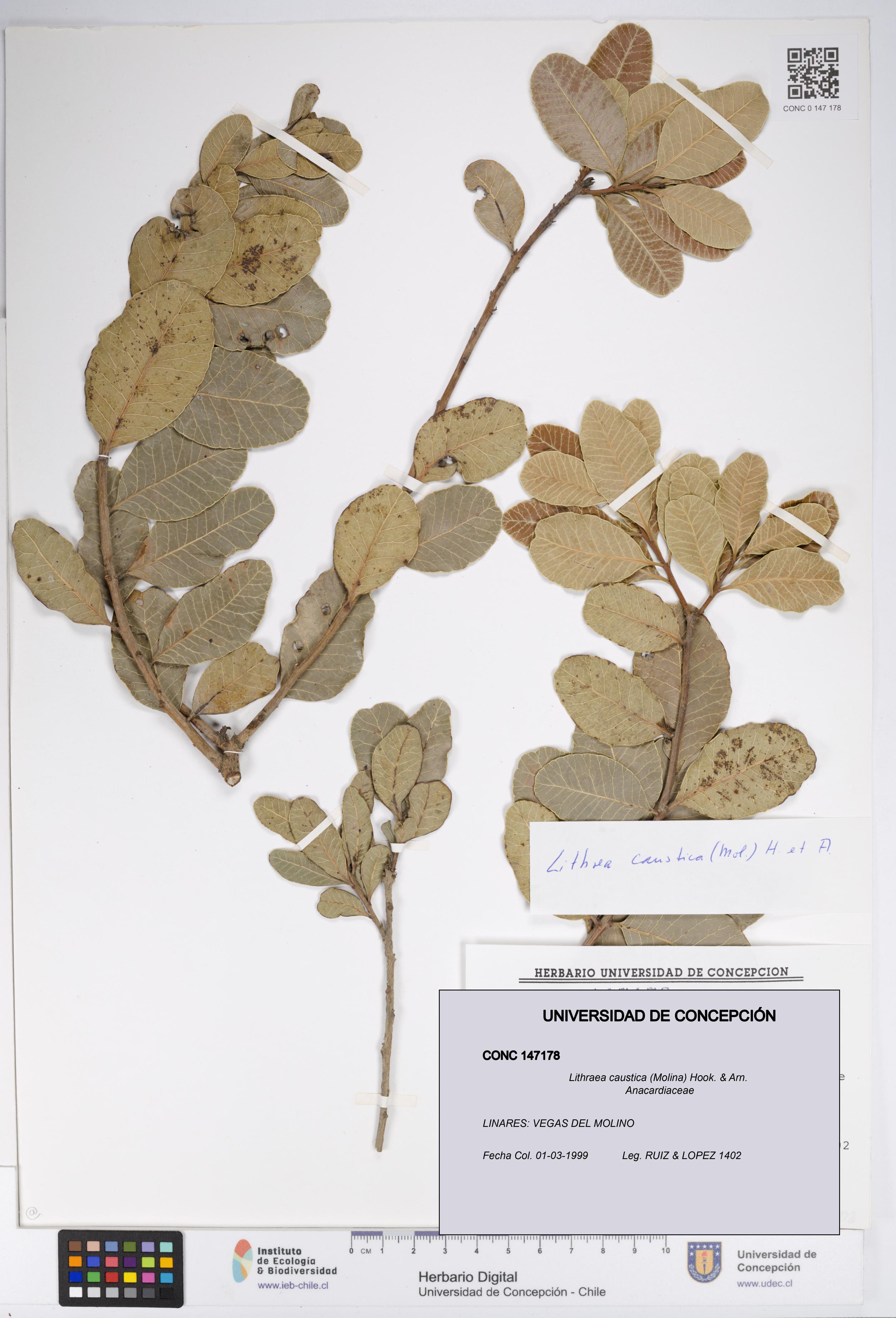 Lithraea caustica [Espécimen: UDEC:CONC:0147178]