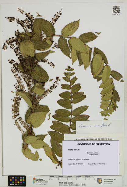 Coriaria ruscifolia [Espécimen: ]