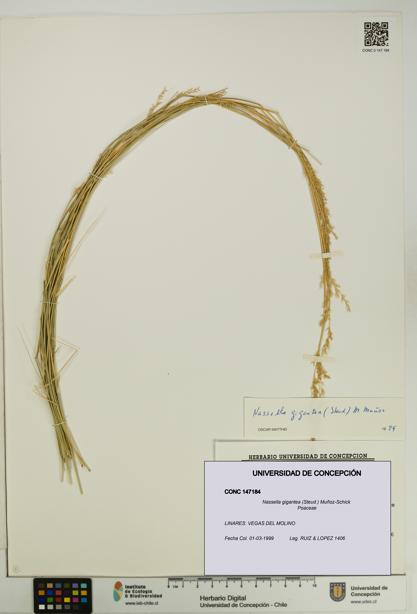 Nassella gigantea [Espécimen: UDEC:CONC:0147184]
