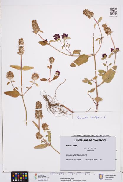 Prunella vulgaris [Espécimen: ]