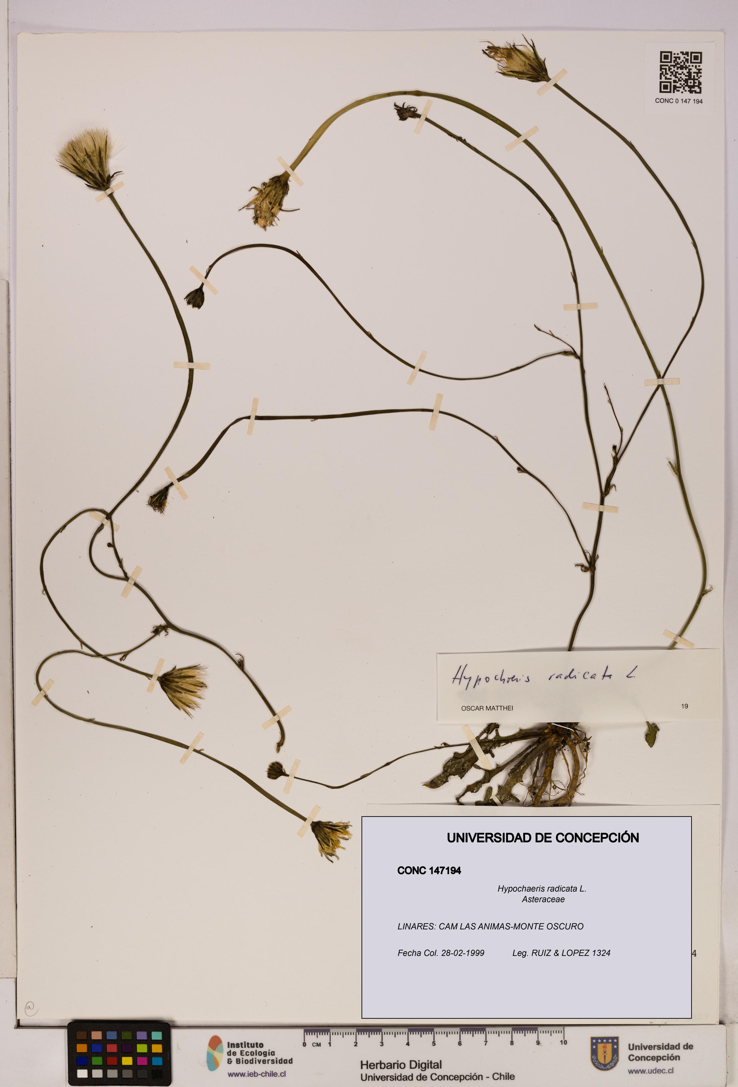 Hypochaeris radicata [Espécimen: UDEC:CONC:0147194]