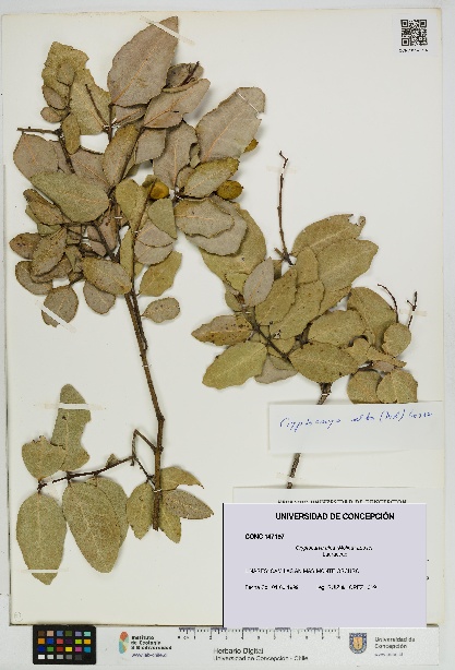 Cryptocarya alba [Espécimen: UDEC:CONC:0147197]