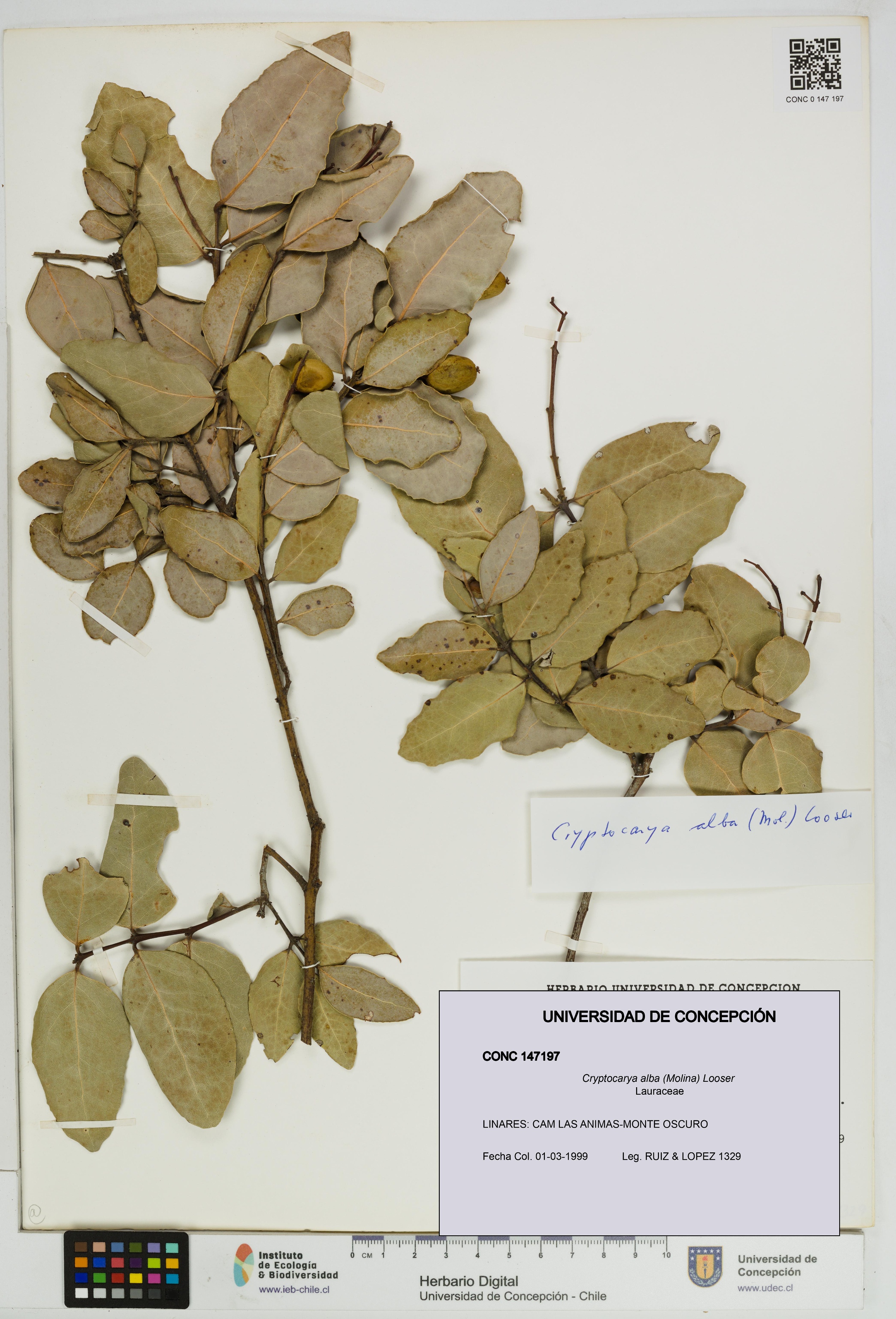 Cryptocarya alba [Espécimen: UDEC:CONC:0147197]
