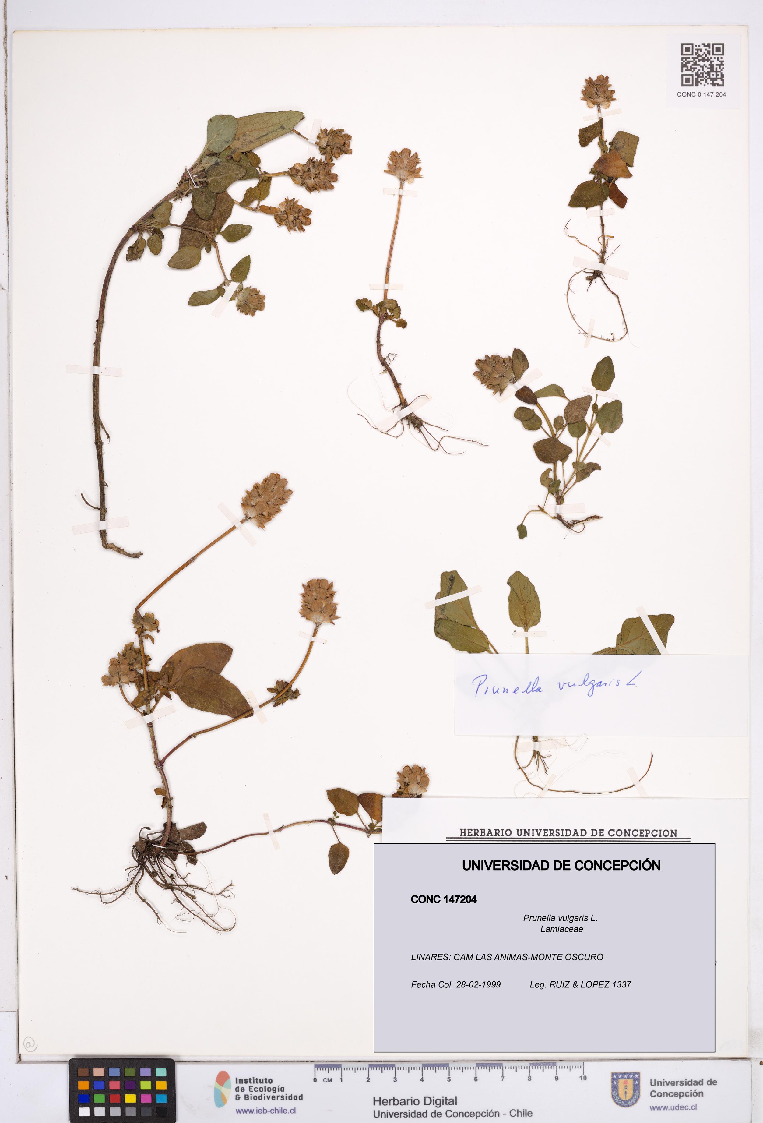 Prunella vulgaris [Espécimen: ]