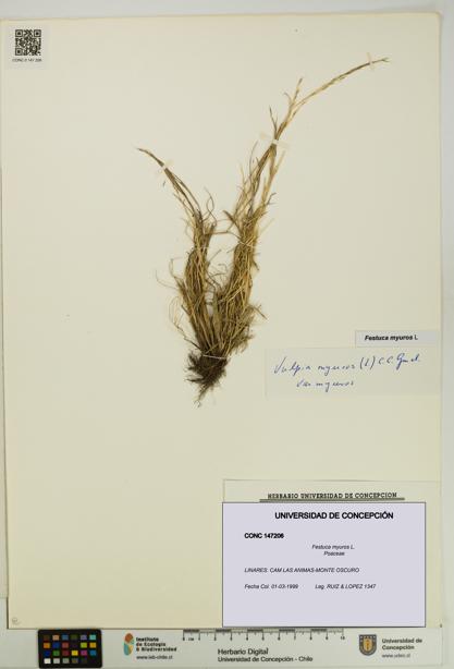 Festuca myuros [Espécimen: UDEC:CONC:0147206]