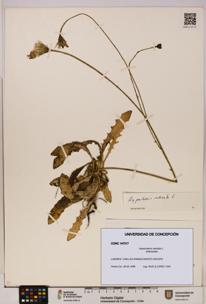 Hypochaeris radicata [Espécimen: UDEC:CONC:0147217]