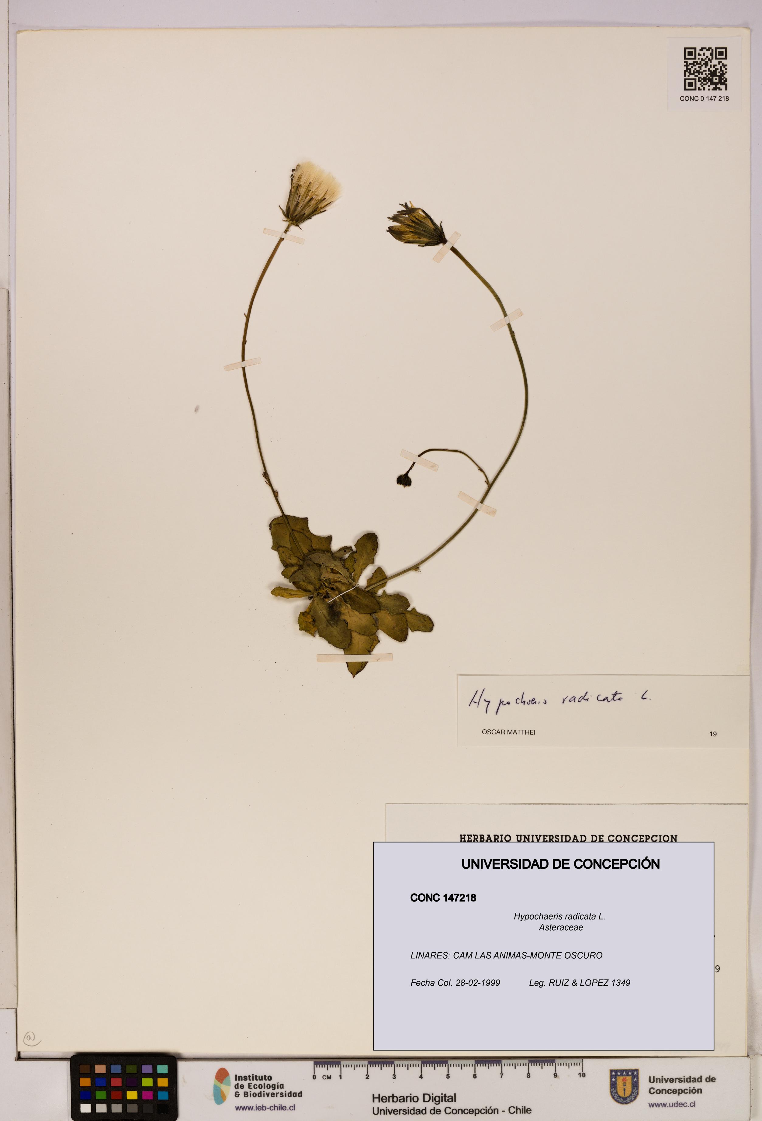 Hypochaeris radicata [Espécimen: UDEC:CONC:0147218]
