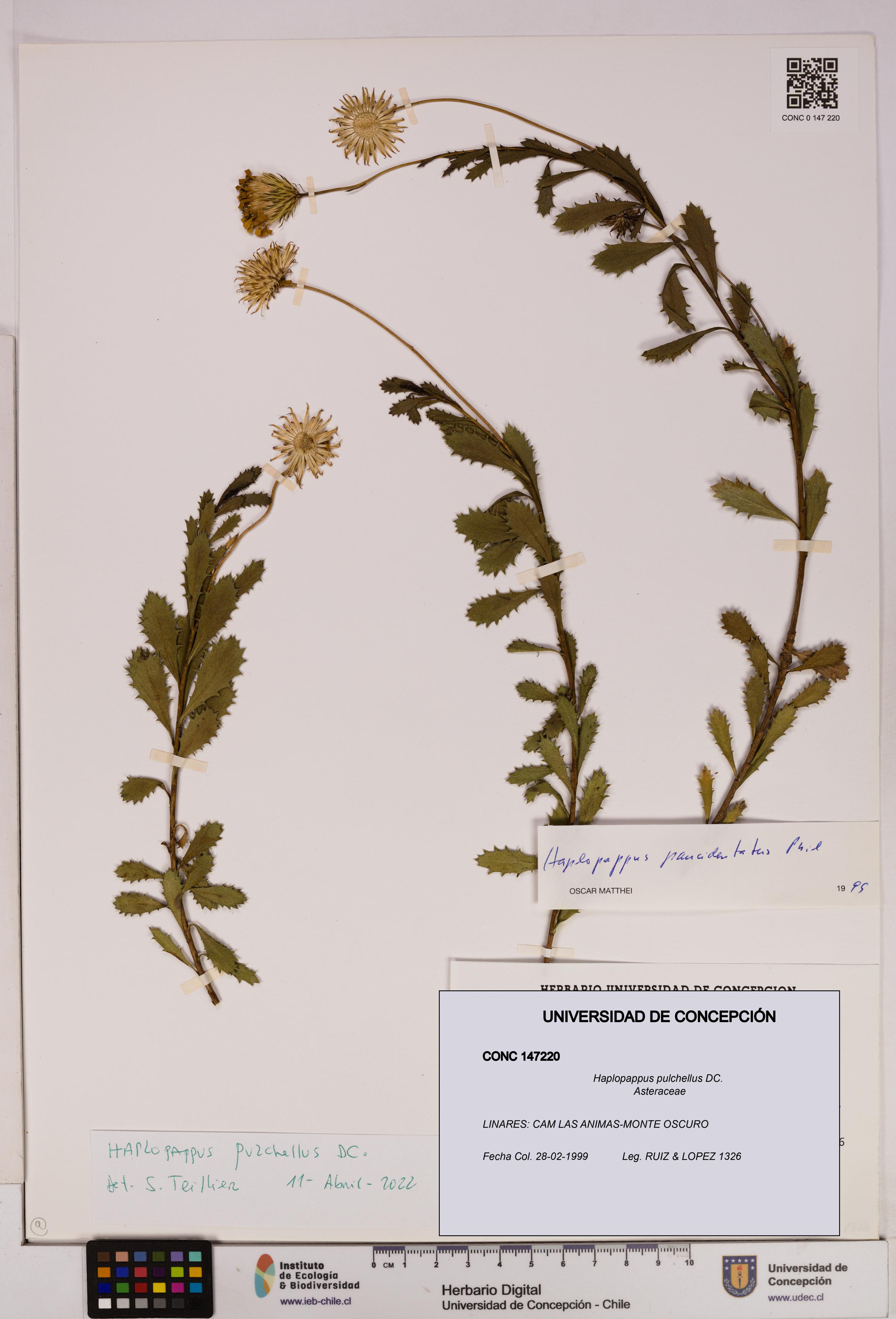Haplopappus pulchellus [Espécimen: UDEC:CONC:0147220]