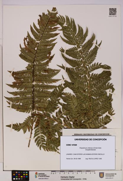 Polystichum chilense [Espécimen: UDEC:CONC:0147223]