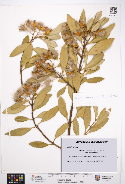 Laurelia sempervirens [Espécimen: UDEC:CONC:0147226]