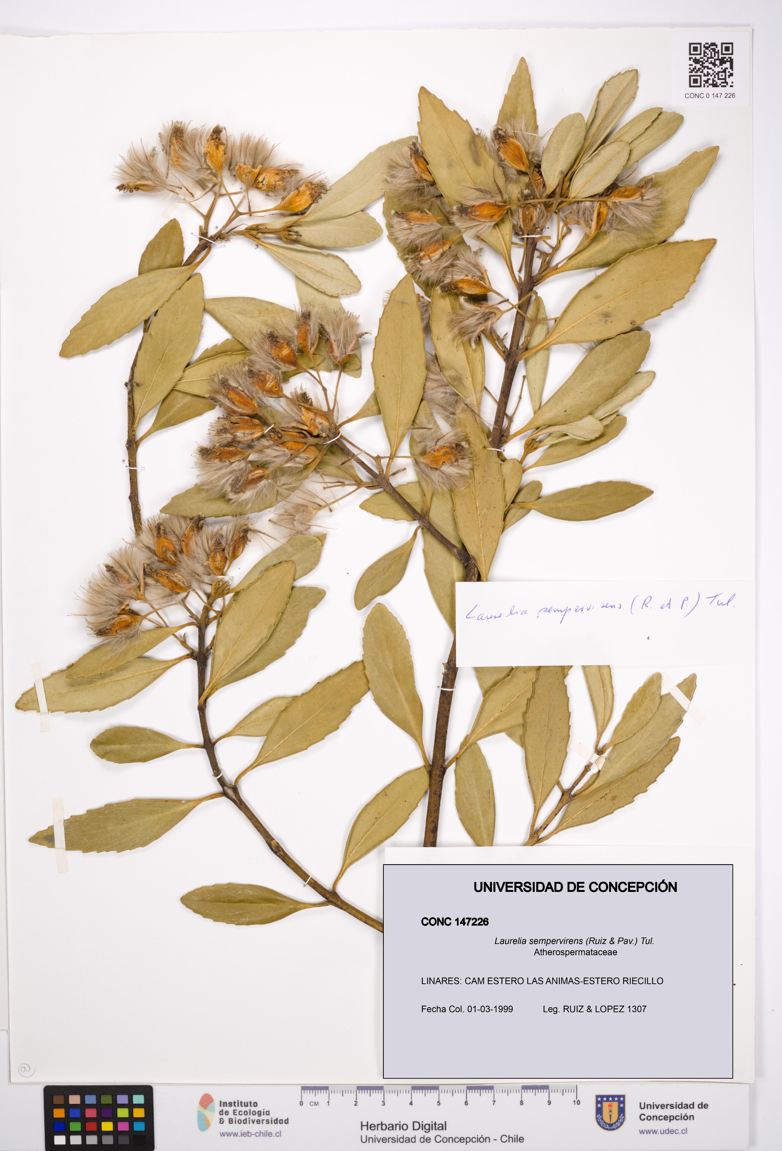 Laurelia sempervirens [Espécimen: UDEC:CONC:0147226]