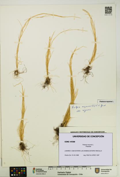 Festuca myuros [Espécimen: UDEC:CONC:0147230]
