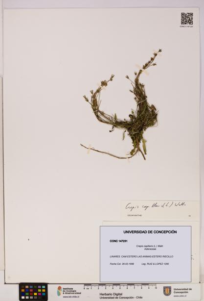 Crepis capillaris [Espécimen: UDEC:CONC:0147231]