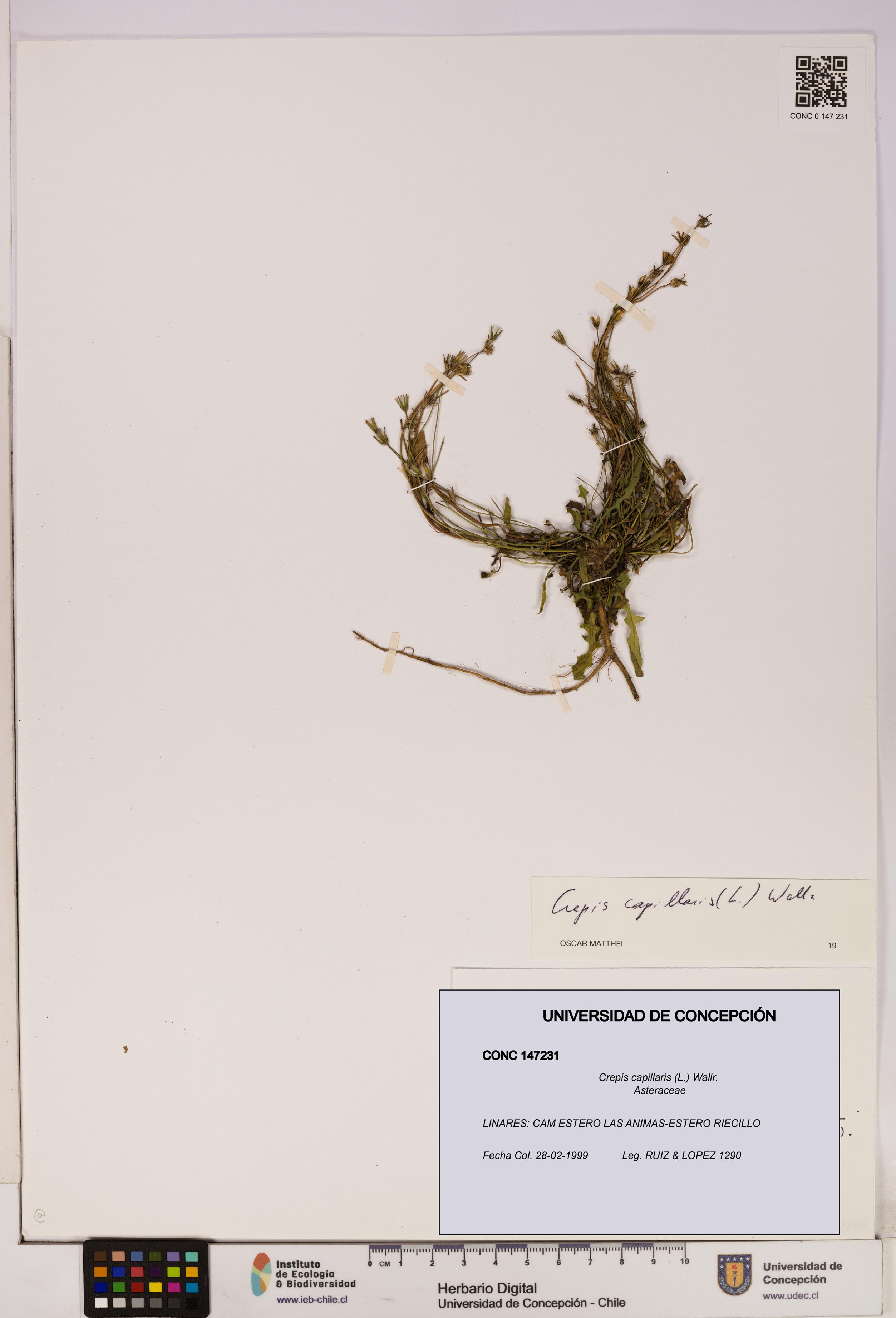 Crepis capillaris [Espécimen: UDEC:CONC:0147231]