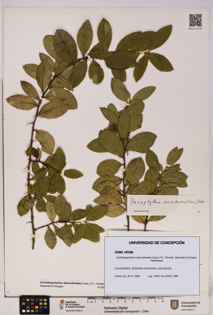 Archidasyphyllum diacanthoides [Espécimen: UDEC:CONC:0147246]