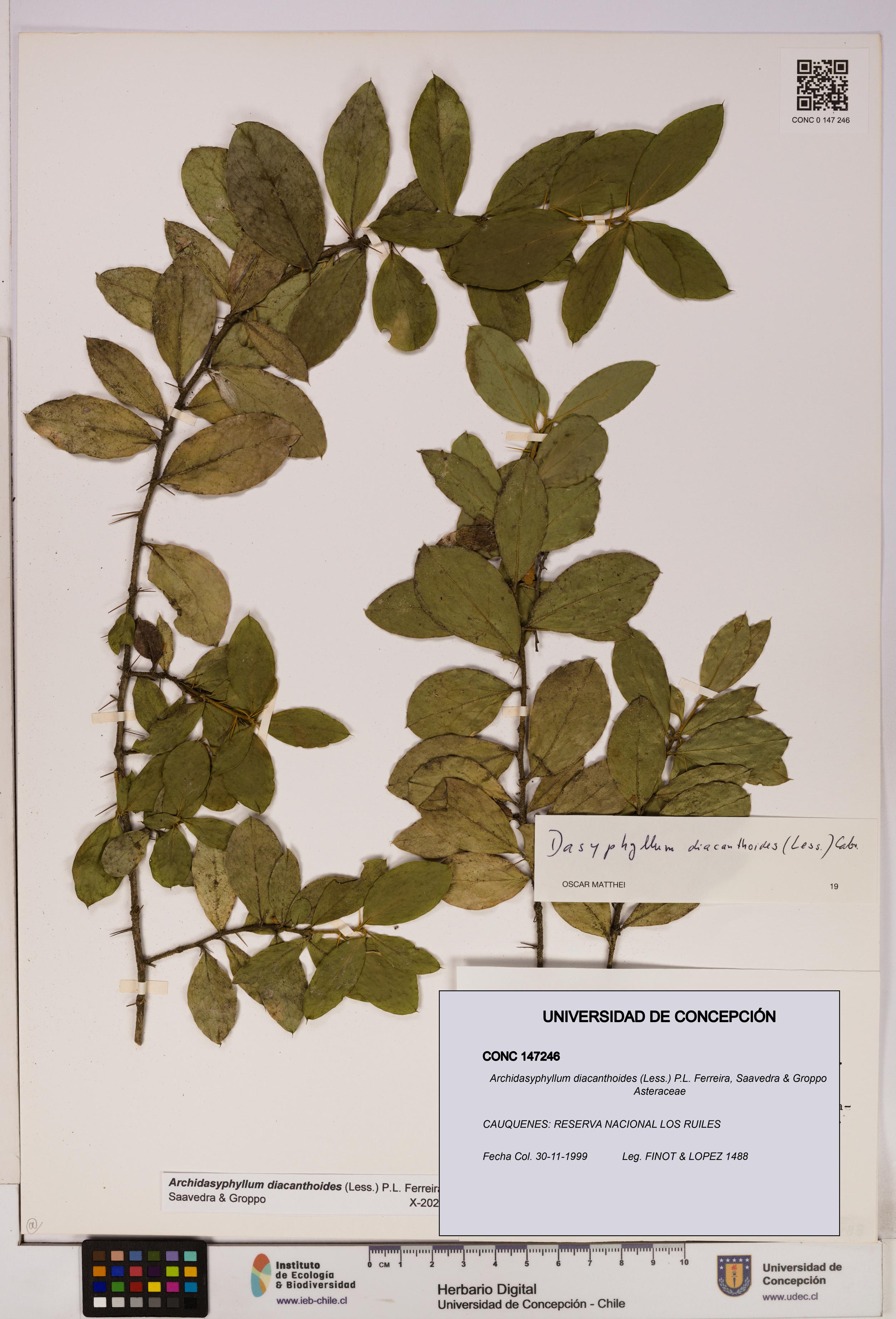 Archidasyphyllum diacanthoides [Espécimen: UDEC:CONC:0147246]