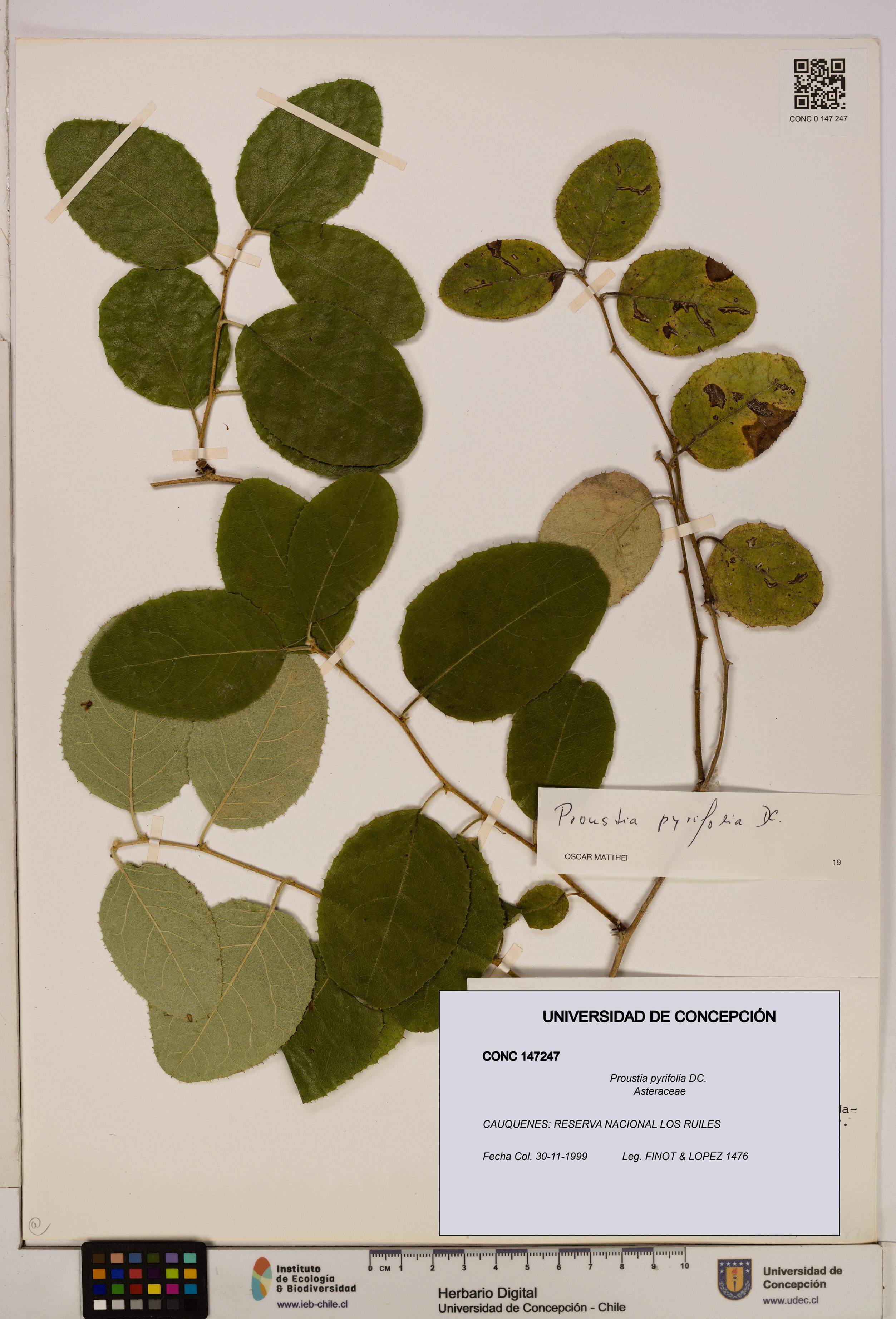 Proustia pyrifolia [Espécimen: UDEC:CONC:0147247]