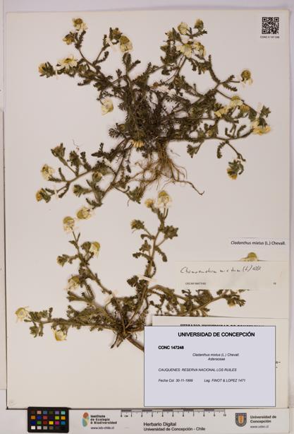 Cladanthus mixtus [Espécimen: UDEC:CONC:0147248]