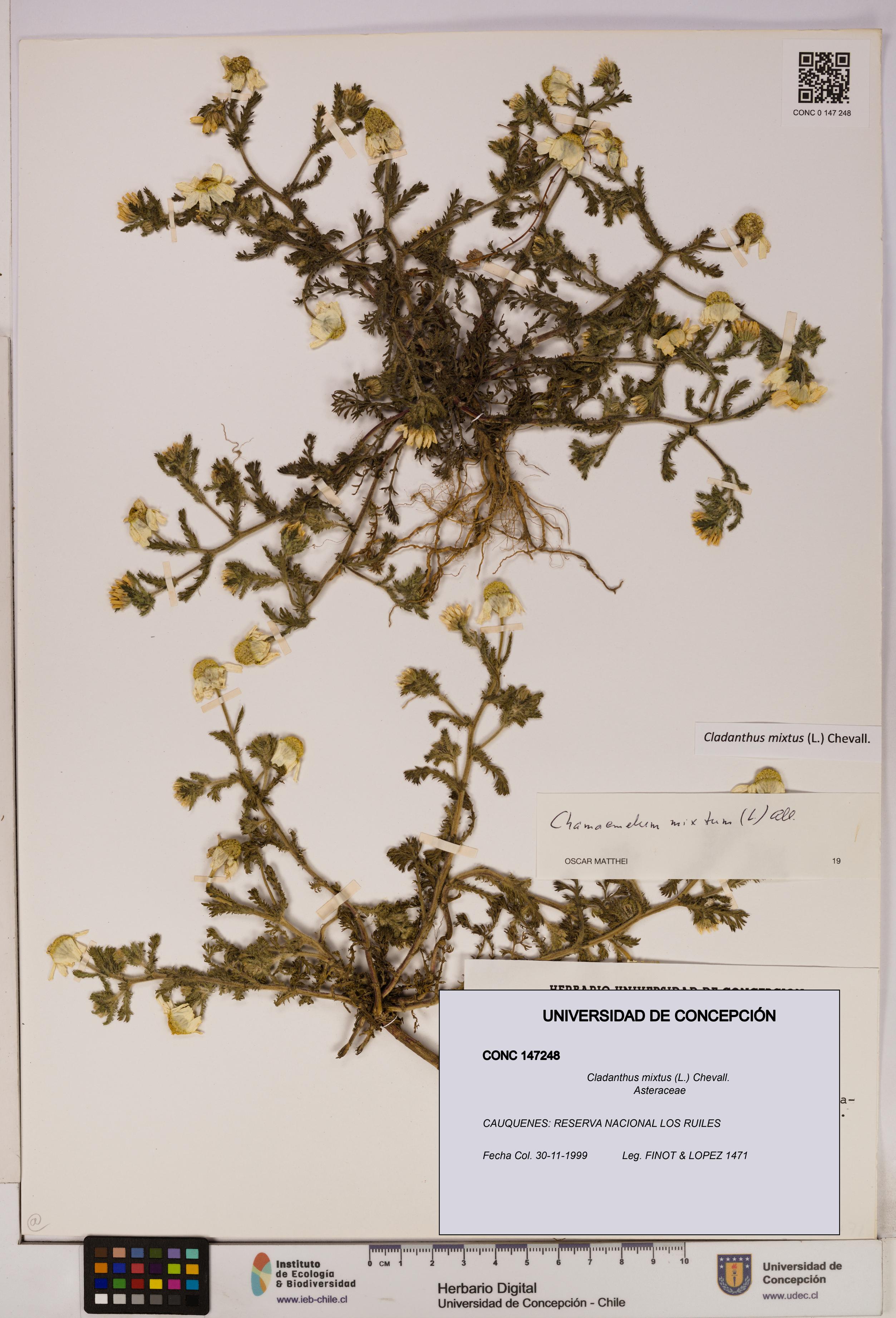Cladanthus mixtus [Espécimen: UDEC:CONC:0147248]