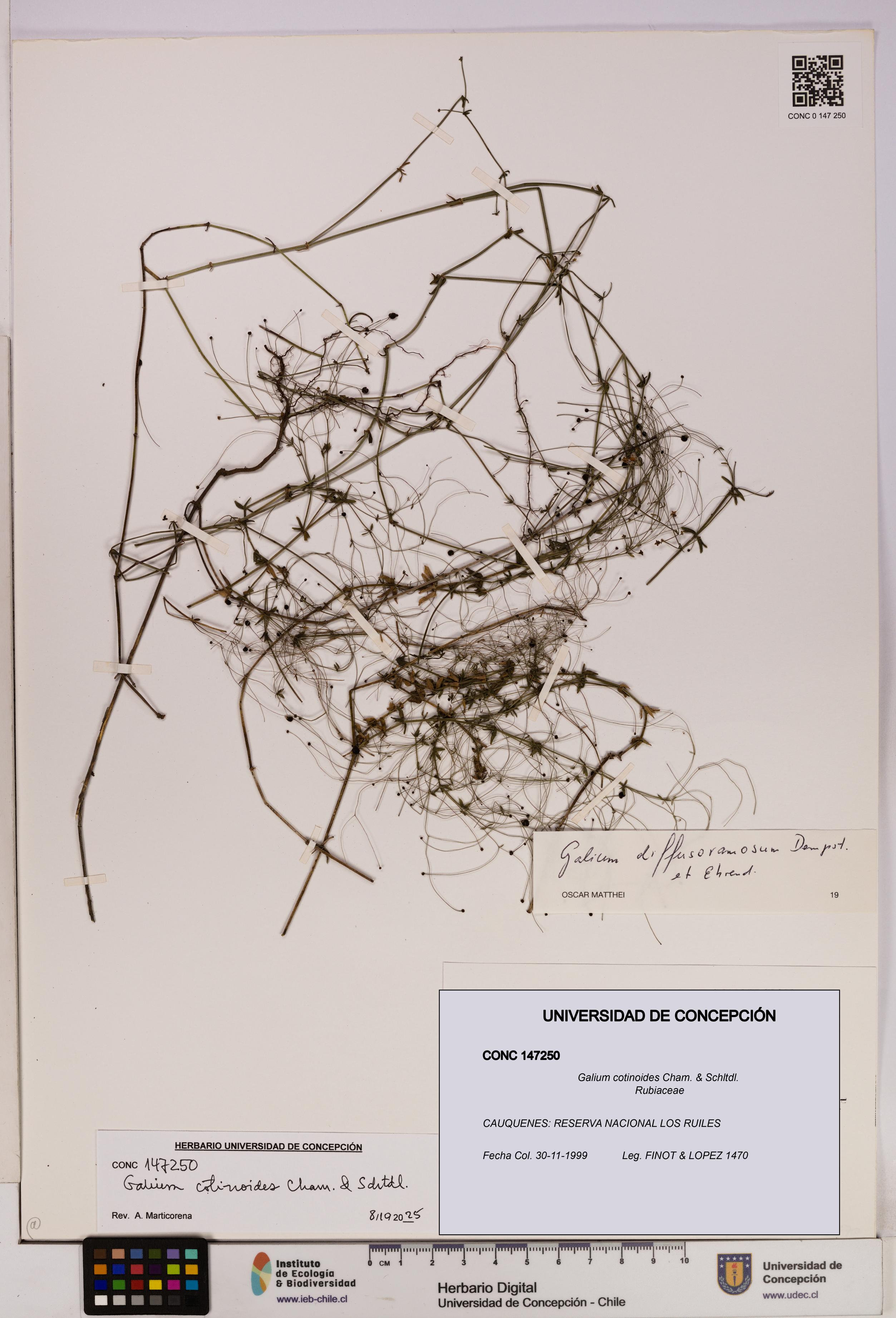 Galium cotinoides [Espécimen: UDEC:CONC:0147250]