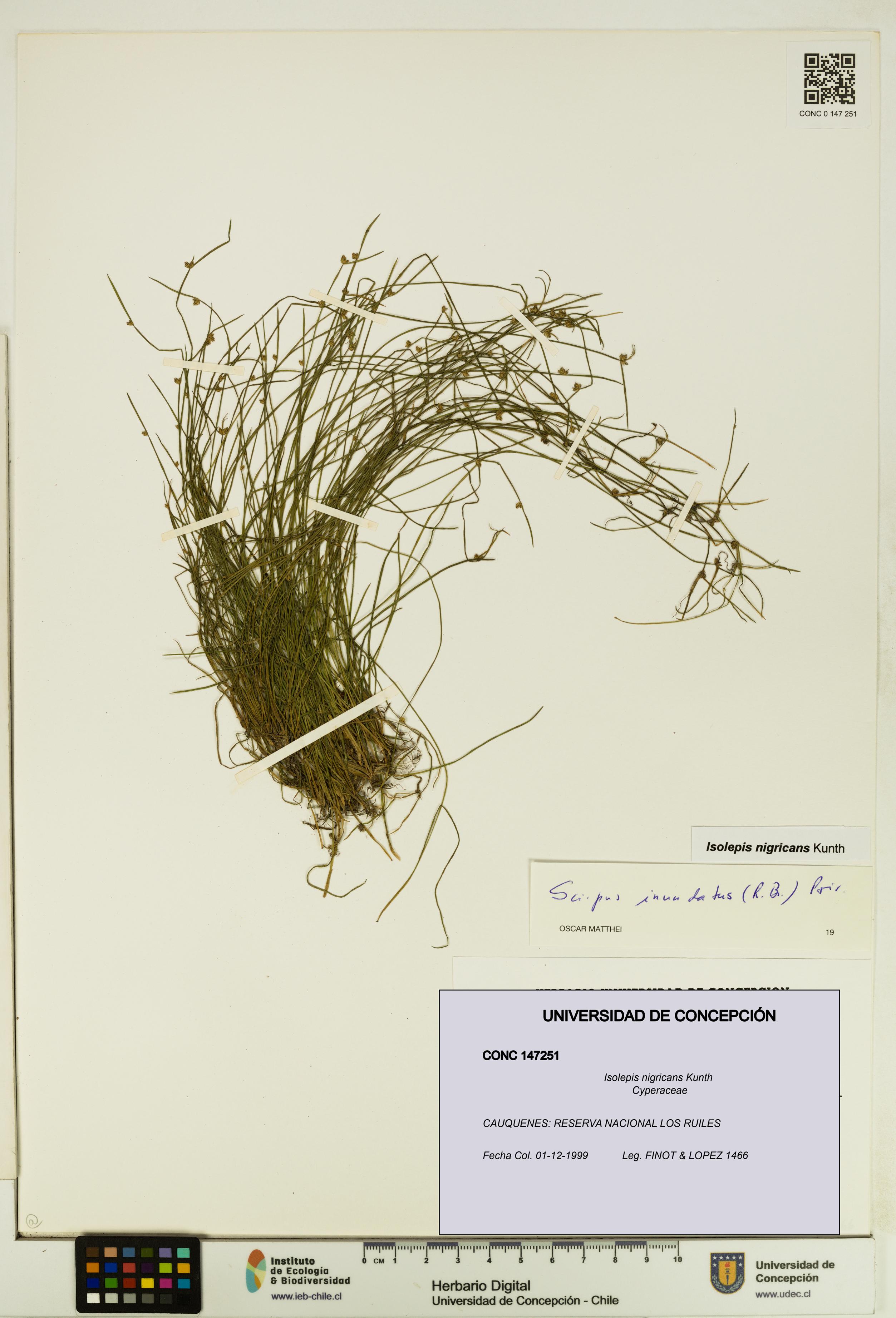 Isolepis nigricans [Espécimen: UDEC:CONC:0147251]