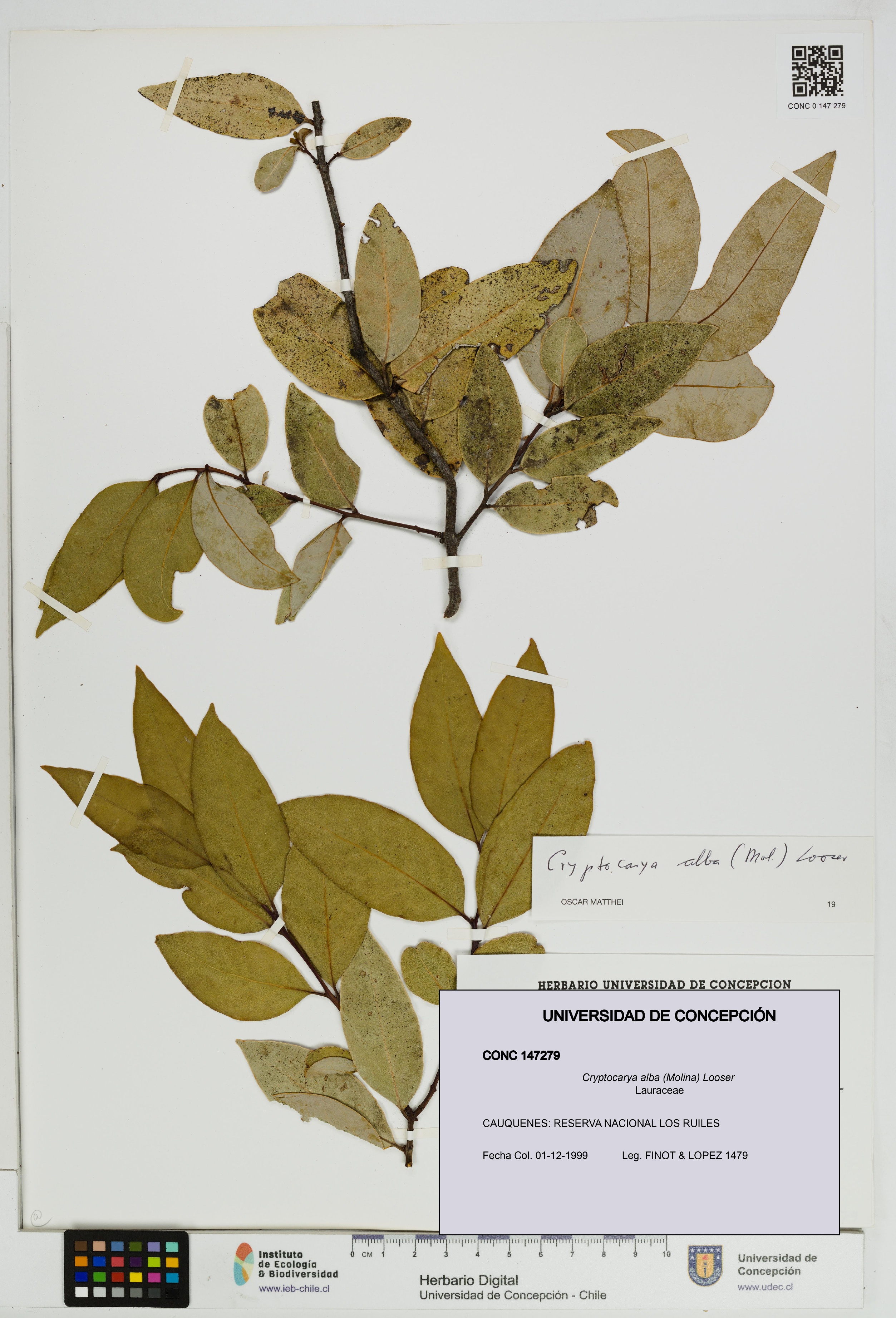 Cryptocarya alba [Espécimen: UDEC:CONC:0147279]